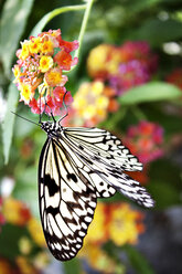 Schmetterling bei der Bestäubung von Blumen - CAVF11479