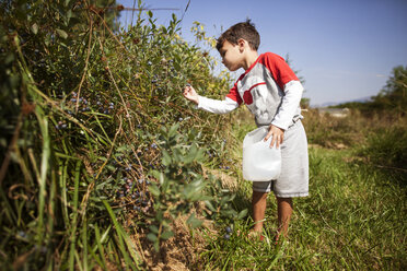 Boy plucking fruits from plants in field - CAVF11772