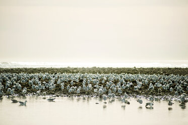 Flock of seagulls perching on shore at beach - CAVF11963