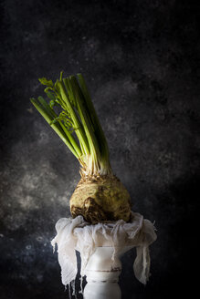 Nahaufnahme von Fenchel mit nassem Tuch auf dem Ständer - CAVF12076