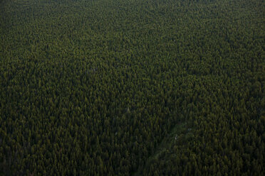 High angle view of forest - CAVF12497