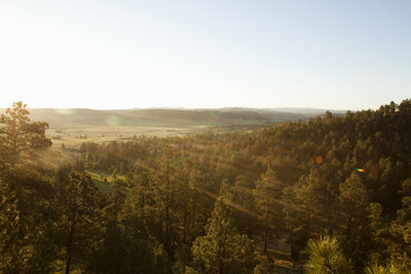 Scenic view of forest against clear sky on sunny day - CAVF12498
