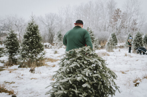 Rückansicht eines Mannes, der einen Weihnachtsbaum trägt, während er auf einem Bauernhof spazieren geht - CAVF12594