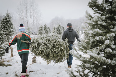 Rückansicht eines Paares, das einen Weihnachtsbaum trägt, während es auf einem Bauernhof spazieren geht - CAVF12595