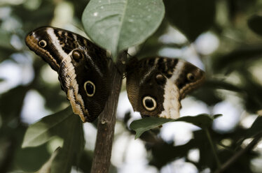 Close-up of butterflies on tree - CAVF12610