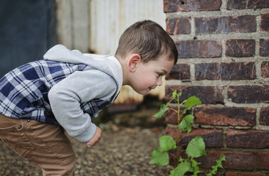 Side view of boy looking at plant growing by brick wall in backyard - CAVF12612