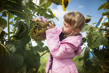 Girl touching sunflower growing on plant at field - CAVF12840