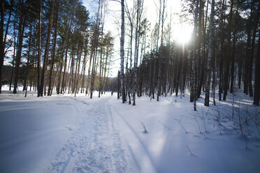 Bäume im schneebedeckten Wald an einem sonnigen Tag - CAVF12886