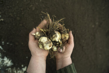 Cropped image of girl holding root vegetables on field - CAVF12903