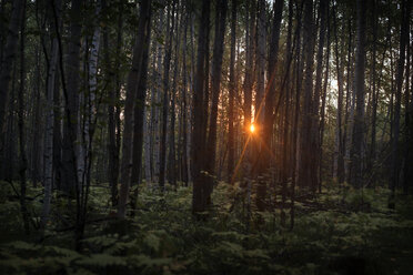 Bäume und Pflanzen wachsen im Wald an einem sonnigen Tag - CAVF12929