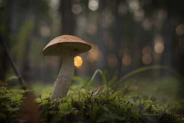 Close-up of mushroom growing on grassy field - CAVF12930