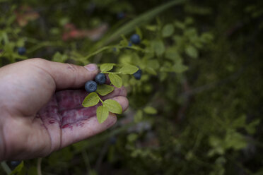 Abgeschnittenes Bild einer Hand mit Blaubeeren auf einer Pflanze - CAVF12931