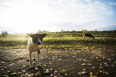 Hunde auf der Straße am Feld gegen den Himmel - CAVF12967