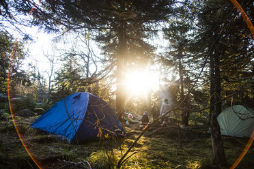 Zelte bei Bäumen im Wald an einem sonnigen Tag - CAVF12980