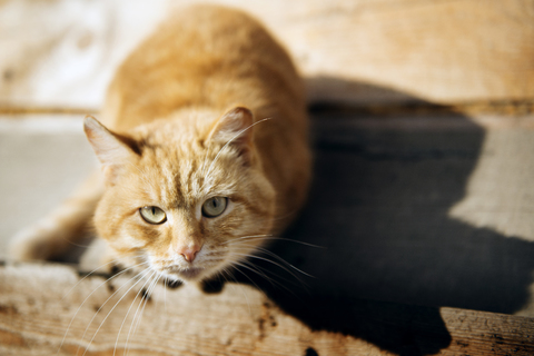 Hohe Winkel Porträt der Katze auf der Straße während sonnigen Tag, lizenzfreies Stockfoto