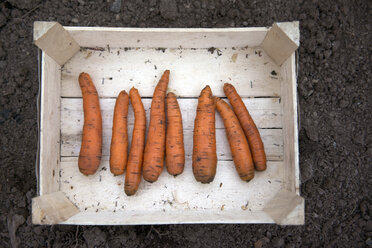 Draufsicht auf Karotten in einer Holzkiste auf einem Bauernhof - CAVF12999