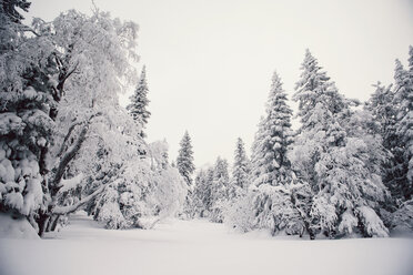 Trees on snow covered field against sky - CAVF13013