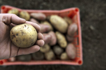 Ausgeschnittenes Bild einer Hand, die eine Kartoffel auf einem Bio-Bauernhof hält - CAVF13019
