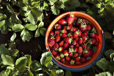 Draufsicht auf Erdbeeren im Eimer neben Pflanzen auf dem Feld - CAVF13042