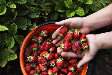 Ausgeschnittenes Bild einer Frau mit Erdbeeren auf einem Bauernhof - CAVF13043