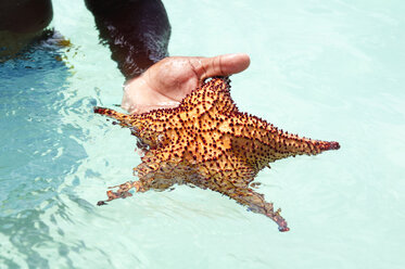 Abgeschnittene Hand mit Sternfisch im Meer - CAVF13104