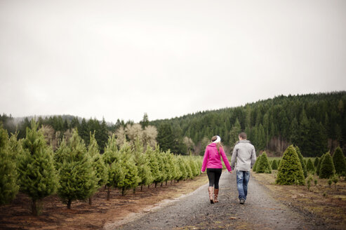 Rückansicht eines Paares auf dem Fußweg einer Weihnachtsbaumfarm gegen den klaren Himmel - CAVF13169