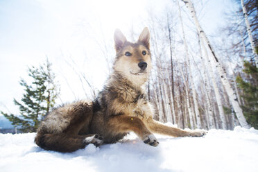 Hund ruht auf einem schneebedeckten Feld an einem sonnigen Tag - CAVF14054