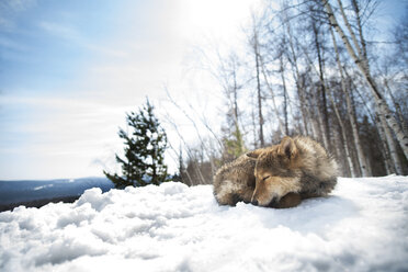 Hund schlafend auf schneebedecktem Feld an einem sonnigen Tag - CAVF14055