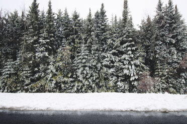 Bäume auf schneebedecktem Feld am zugefrorenen See - CAVF14337