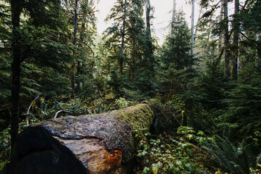 Trees growing in forest - CAVF14368