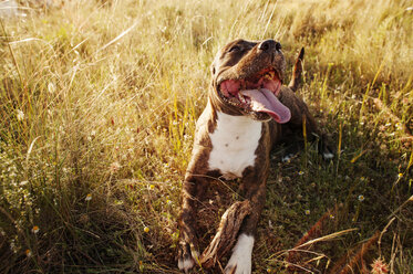 Hohe Winkelansicht von Pit Bull Terrier auf grasbewachsenem Feld - CAVF14611
