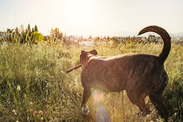 Seitenansicht eines Pit Bull Terriers, der auf einer Wiese läuft - CAVF14612
