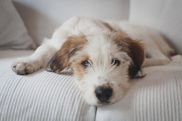 Hund auf dem Sofa zu Hause liegend - CAVF14693