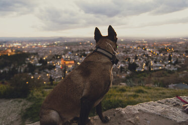 Seitenansicht eines Hundes, der auf einer Stützmauer gegen die Stadt sitzt - CAVF14696