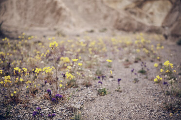 Blumen auf einem Feld im Death Valley National Park - CAVF14915