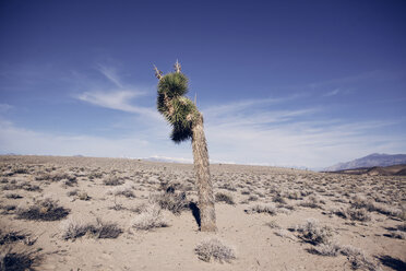 Baum auf einem Feld im Death Valley National Park vor blauem Himmel - CAVF14916