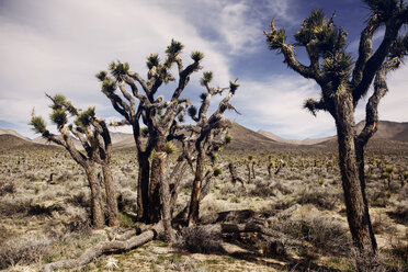 Bäume wachsen auf einem Feld im Death Valley National Park - CAVF14918