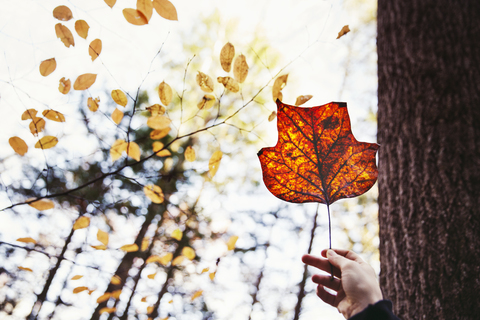 Cropped Hand hält Herbst Blatt gegen Himmel, lizenzfreies Stockfoto