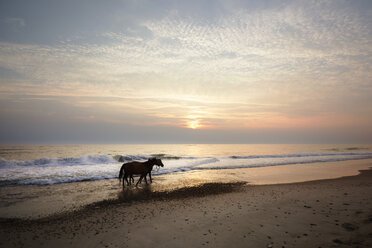 Horses walking at shore during sunset - CAVF15114