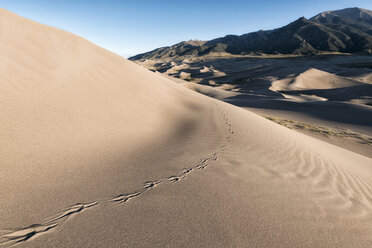 Animal print on sand dunes - CAVF15145