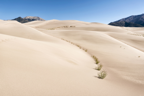 Sträucher in der Wüste, lizenzfreies Stockfoto