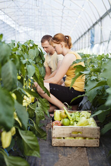 Bauern und Bäuerinnen bei der Gemüseernte im Gewächshaus - CAVF15219