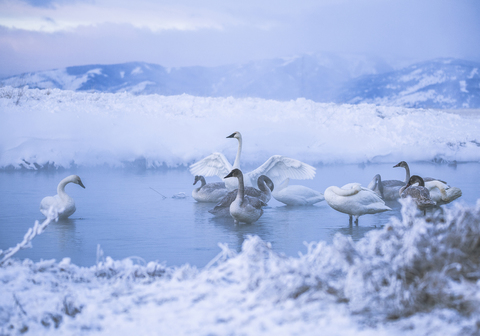 Swans in lake during winter stock photo