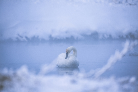 Schwan im See bei nebligem Wetter, lizenzfreies Stockfoto