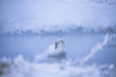 Schwan im See bei nebligem Wetter - CAVF15256