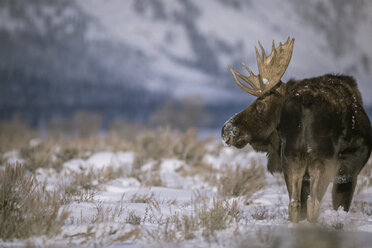 Moose standing snow covered field against mountain - CAVF15259