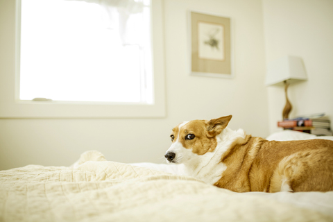 Porträt eines Hundes, der zu Hause auf dem Bett sitzt, lizenzfreies Stockfoto