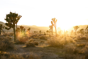 Bäume auf einer Wiese im Joshua Tree National Park vor klarem Himmel - CAVF15318