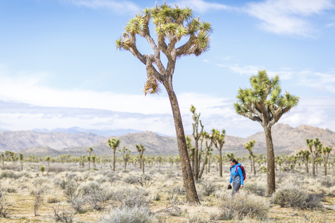 Weiblicher Wanderer, der auf einem Feld gegen den Himmel im Joshua Tree National Park an einem sonnigen Tag läuft, lizenzfreies Stockfoto