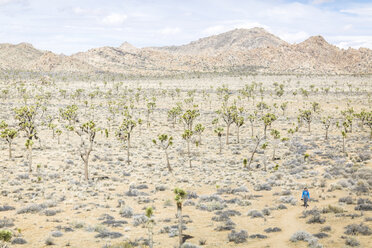 High angle view of hiker walking on field at Joshua Tree National Park during sunny day - CAVF15322